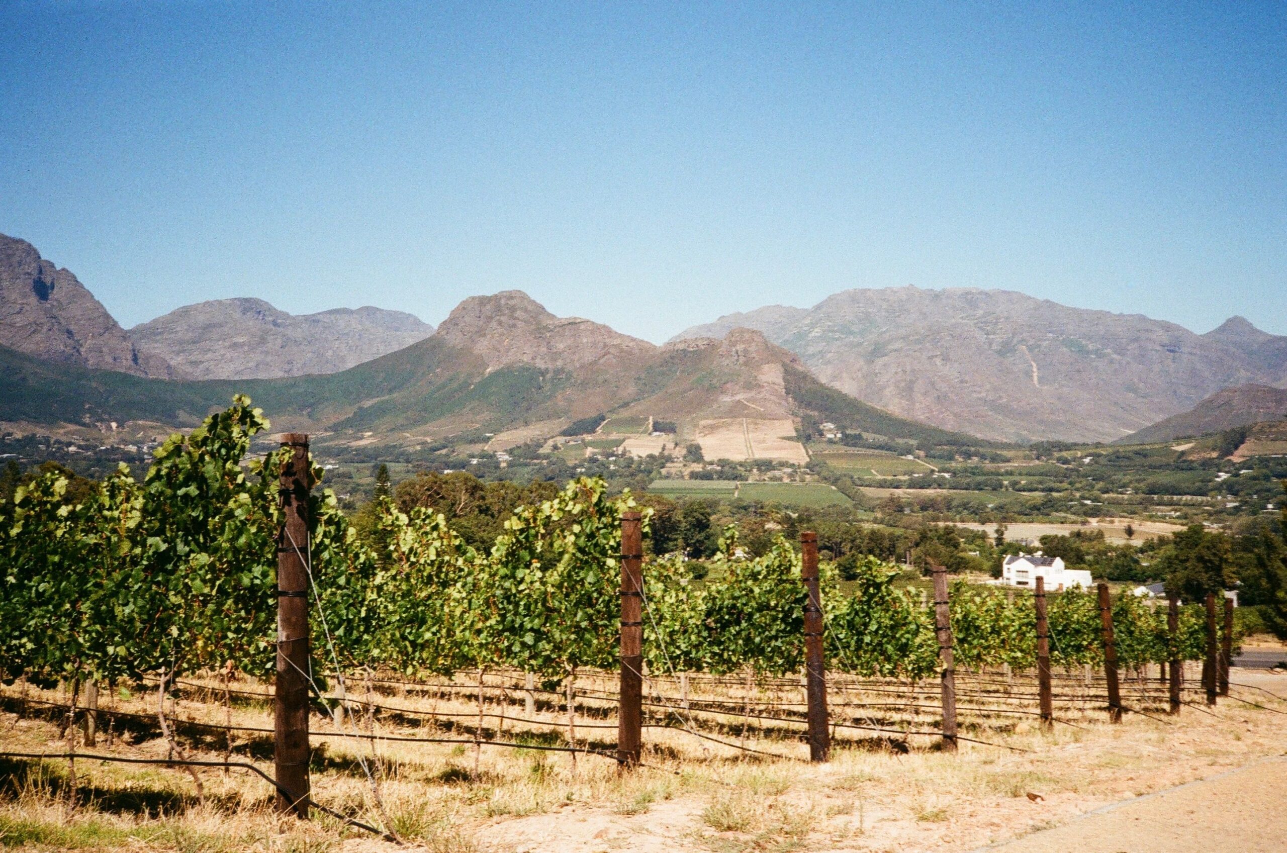 Home Picturesque vineyard in Franschhoek, South Africa, with stunning mountain backdrop.